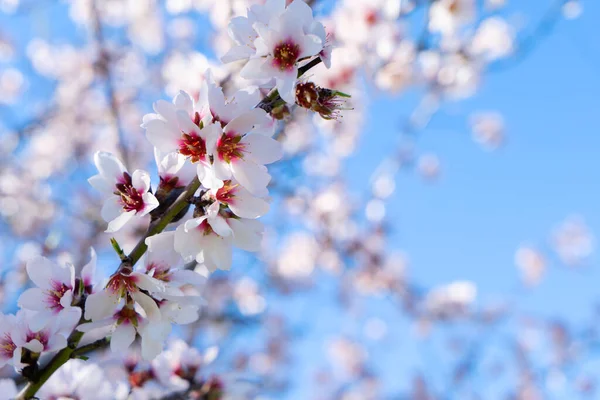 Flor de almendro — Foto de Stock