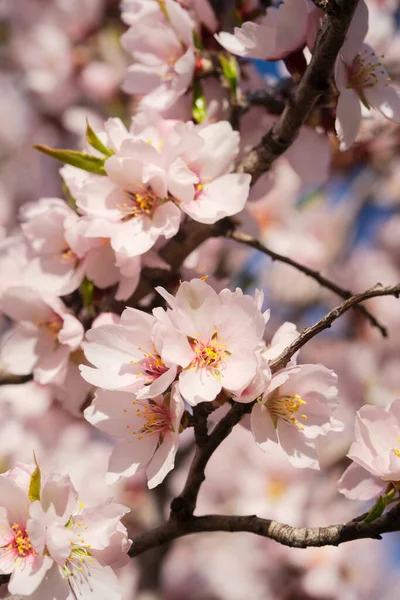 Mandelträd blommar — Stockfoto