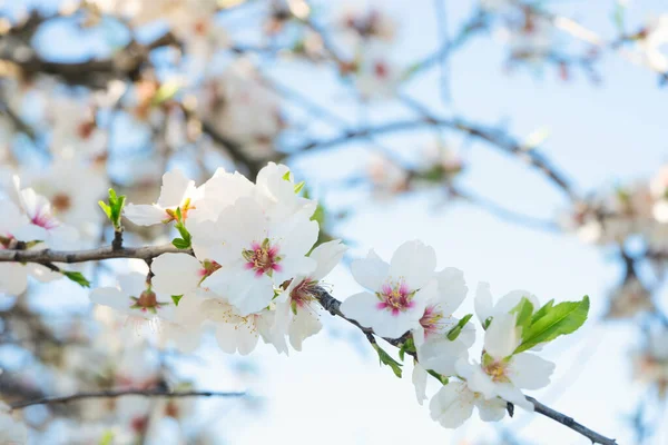 Mandelträd blommar — Stockfoto