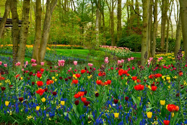 Lagoa de primavera no parque — Fotografia de Stock