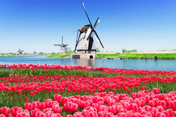 Moinho de vento holandês sobre o campo de tulipas — Fotografia de Stock