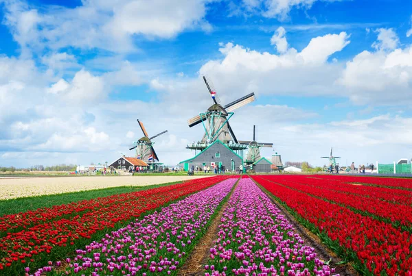 Filas de tulipanes holandeses — Foto de Stock