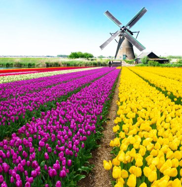 Hollanda yel değirmeni lale tarlasının üzerinde