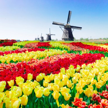 Hollanda yel değirmeni lale tarlasının üzerinde