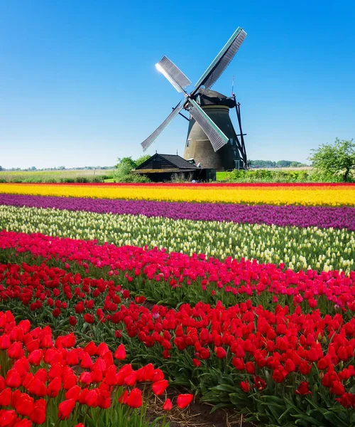 チューリップ畑の上にオランダの風車が — ストック写真