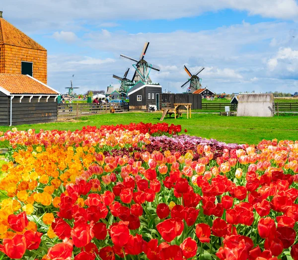 Nederlandse windmolens — Stockfoto