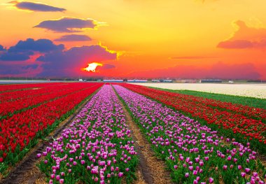 Hollandalı lalelerin sıraları