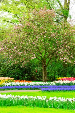 Çiçekli taze çimen