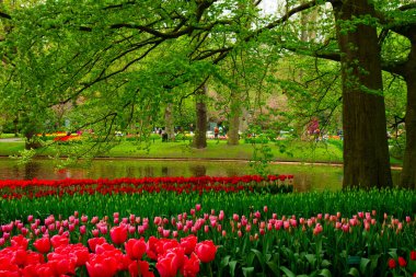 Çiçekli taze çimen