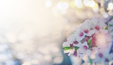 Badem ağacı çiçek açar.