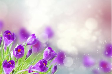 Kar altında ilkbahar timsahları