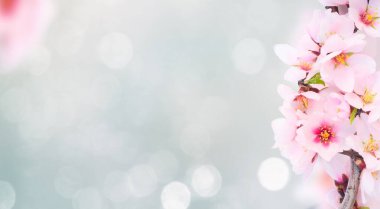 Badem ağacı çiçek açar.