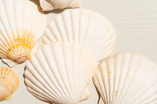 貝殻の形をした株式シーン — ストック写真