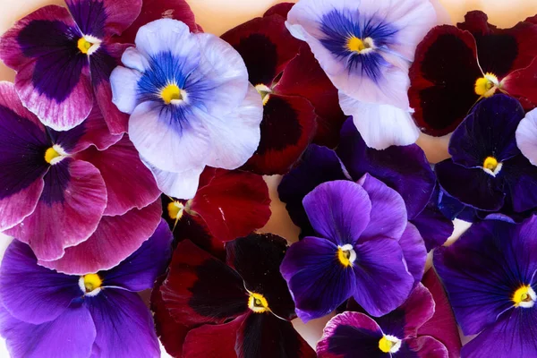 Pansies stijl stock scene — Stockfoto