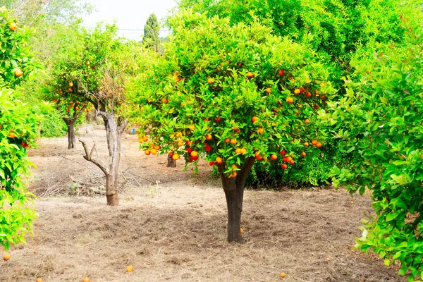 Jardim laranja com frigoríficos — Fotografia de Stock