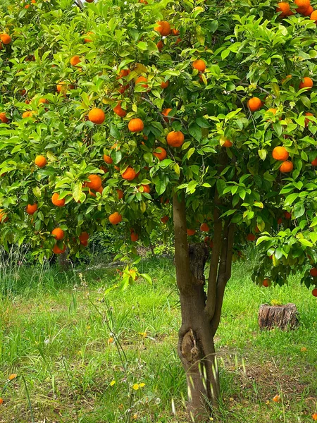 Orangener Garten mit Friuts — Stockfoto