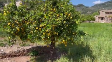 Meyve bahçesinde limon ağacı