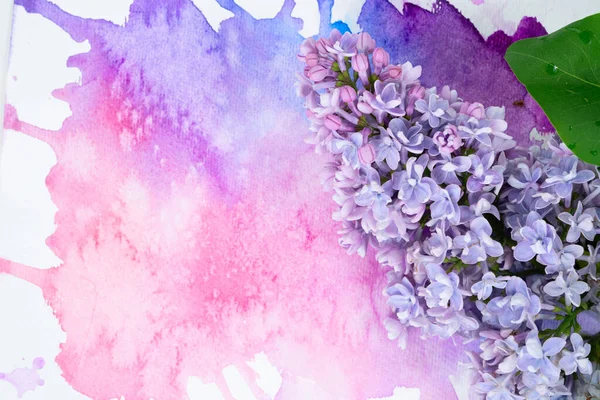 Flores lila sobre fondo acuarela — Foto de Stock