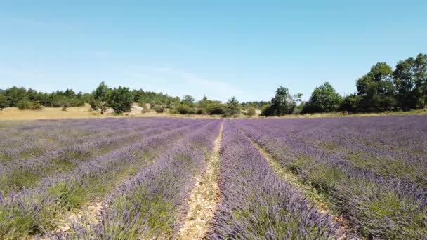 Campo de lavanda en verano — Vídeo de stock