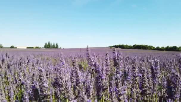 Campo de lavanda en verano — Vídeo de stock