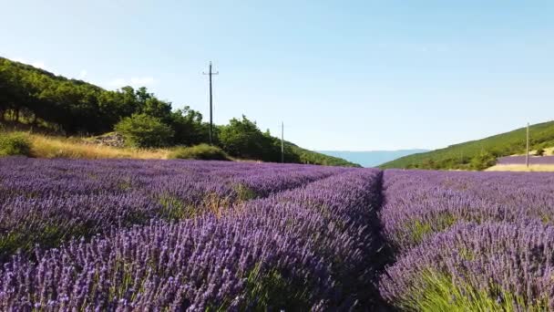 Campo de lavanda en verano — Vídeo de stock