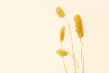 Şampanya ve çim biçimli stok sahnesi