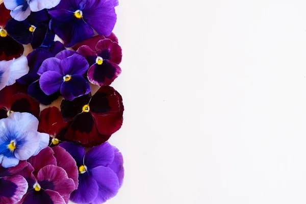 Pansies style stock scène — Photo