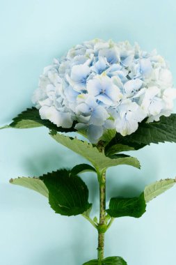 Ortanca mavi çiçekleri