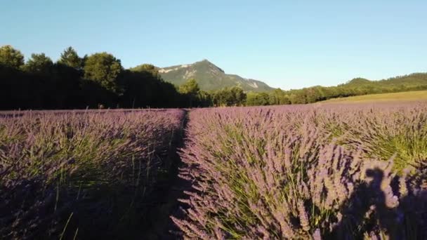 Campo de lavanda en verano — Vídeo de stock