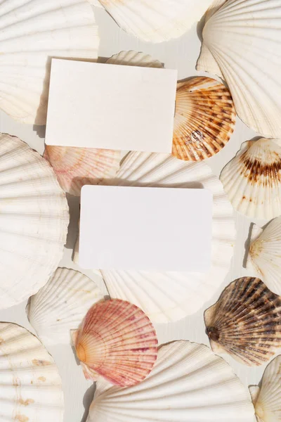 Sea shells styled stock scene — Stock Photo, Image