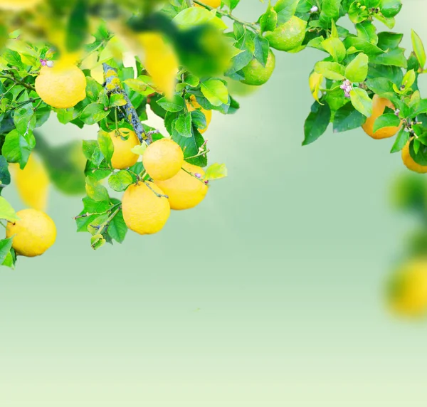 Sorrento 'nun limon bahçesi — Stok fotoğraf