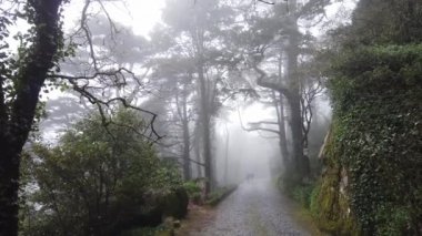 Gizemli ormanda yol