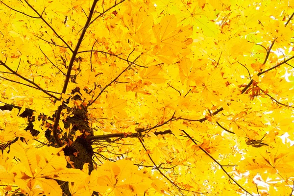 Vallende bladeren in het park — Stockfoto