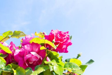 Güllü yaz bahçesi