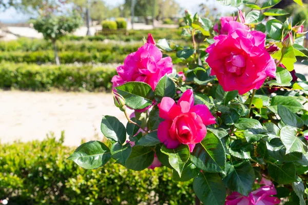 Jardín de verano con rosas — Foto de Stock