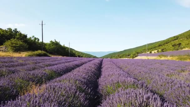 Campo de lavanda en verano — Vídeo de stock