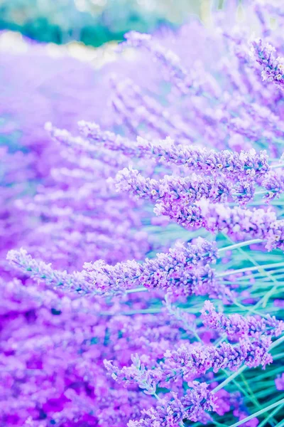Lavendelfelt om sommeren – stockfoto