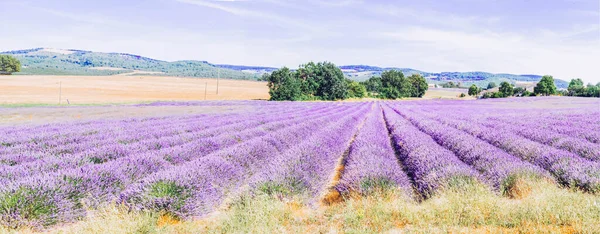 Campo de lavanda no verão — Fotografia de Stock