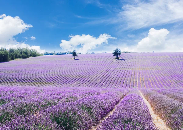 Campo de lavanda en verano — Foto de Stock