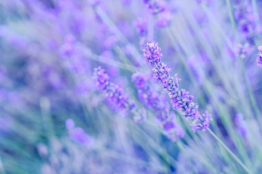 Yazın lavanta tarlası