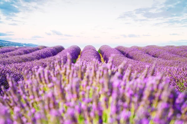 Blommande lavendelfält — Stockfoto