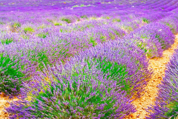 Sommerfeld Lavendel — Stockfoto
