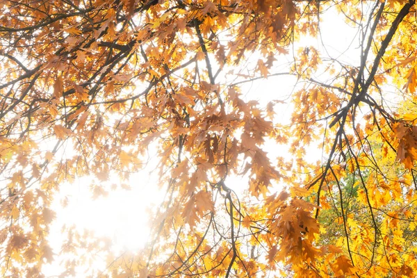 Foglie di autunno nel parco — Foto Stock