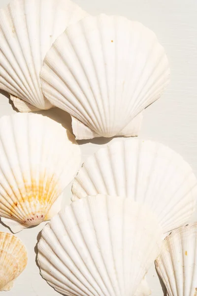 Sea shells styled stock scene — Stock Photo, Image