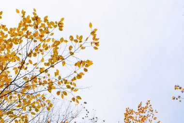Parkta sonbahar yaprakları