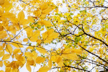 Parkta sonbahar yaprakları