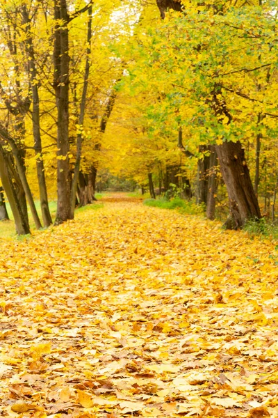 Parkta sonbahar yaprakları — Stok fotoğraf