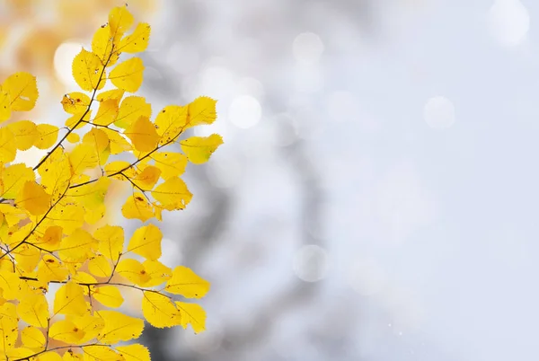 Lebendiges Herbstlaub — Stockfoto