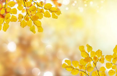 Titrek sonbahar yaprakları