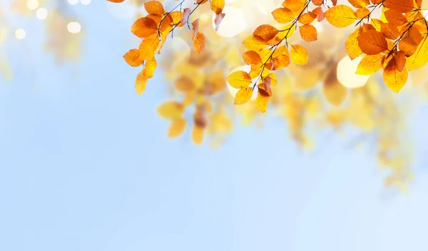 Яскраві восени листя — стокове фото